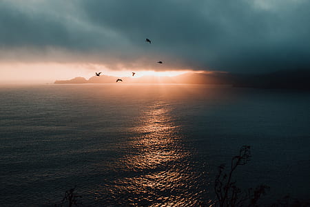 birds on flight above calm body of water thumbnail
