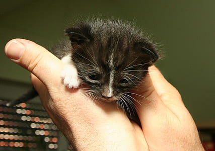 person holding black kitten thumbnail
