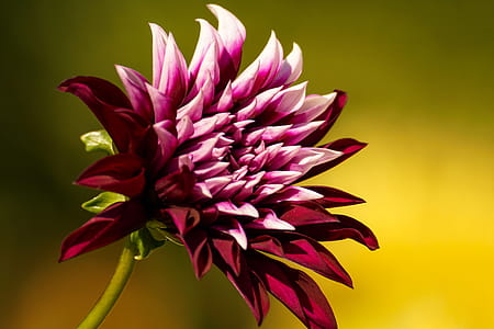 Close-up Photo of Purple Chrysanthemum thumbnail