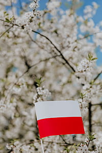 Flag of Poland - Polska Flaga thumbnail