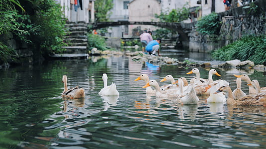 flocks of duck on body of water thumbnail