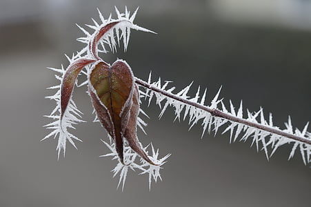 closeup photo green leaf plant thumbnail