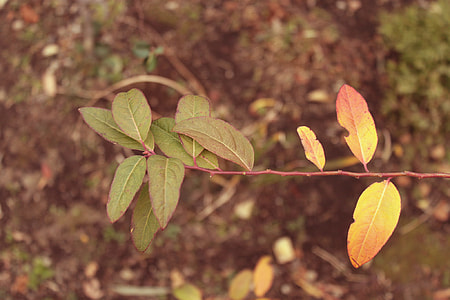 green leaves plant thumbnail