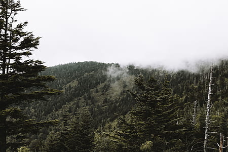 trees covering mountain thumbnail