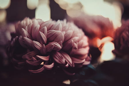 closeup photo of white petaled flower thumbnail