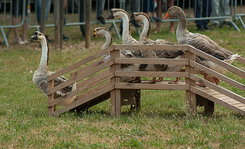 inlined swans on bridge thumbnail