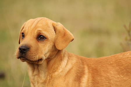 selective focus photography of short-coated tan puppy on outdoors thumbnail