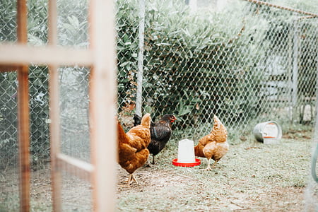 flock of chickens inside gray pet cage thumbnail