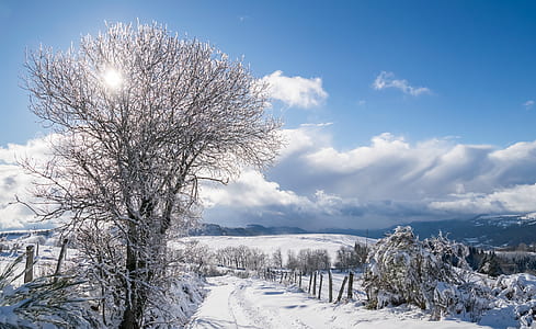 snow covered trees and land under sunny sky thumbnail