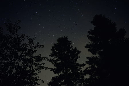 silhouette of trees during starry night thumbnail