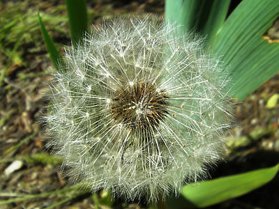 Taraxacum Officinale thumbnail