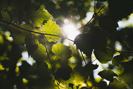 green leaves of tree during day time thumbnail