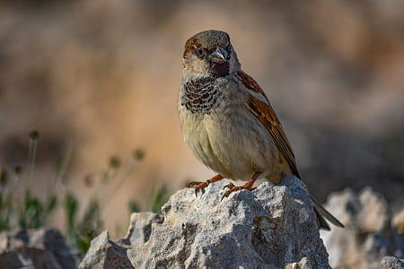 brown and beige fish on rock during daytime thumbnail