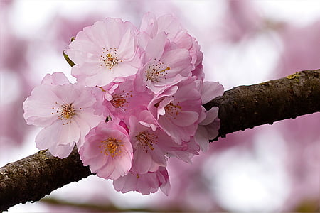 closeup photo pink petaled flowers thumbnail