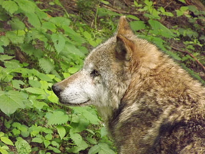 brown wolf standing on field thumbnail