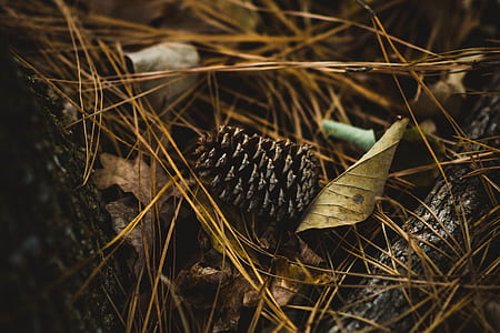 macro photography of brown dry leaf thumbnail