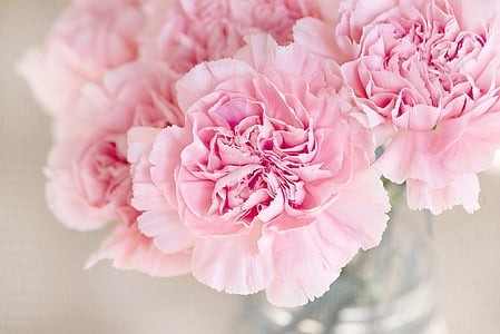 pink petaled flowers thumbnail