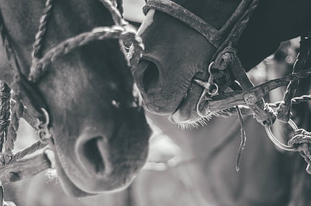 grayscale photography of two horses thumbnail