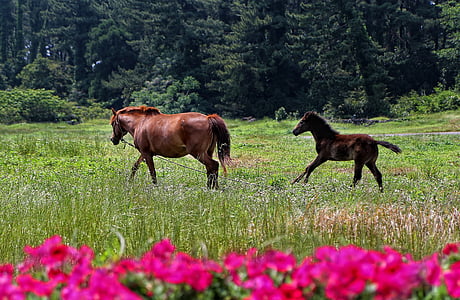 two brown horses galloping on grass field thumbnail