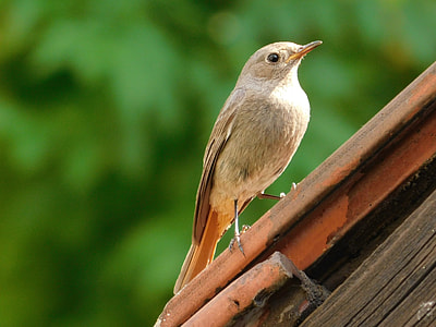 Žltochvost House, Phoenicurus Ochruros thumbnail