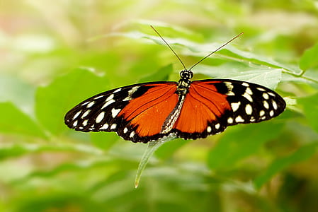 plain tiger butterfly on green leaf thumbnail