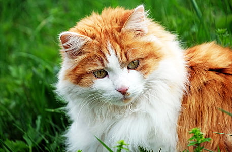 long-fur orange and white cat thumbnail