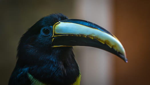 Black and Grey Toucan thumbnail