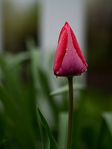closeup photo of red flowerbud thumbnail