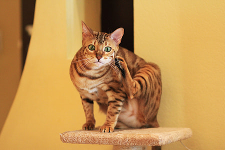 brown bengals on brown starching pole thumbnail