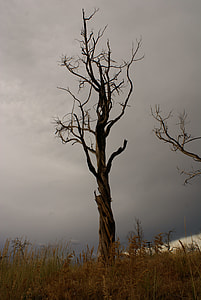 brown leafless tree thumbnail