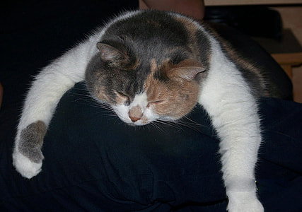 short-fur white, black, and brown cat lying on black textile thumbnail