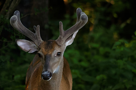 photo of brown deer thumbnail
