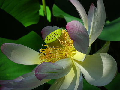 selective focus photography of white petaled flower thumbnail