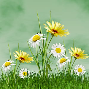 yellow and white petal flowers under sunny sky thumbnail