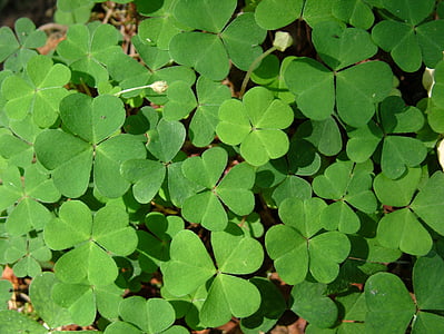 oxalis plant thumbnail
