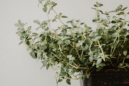 green plants thumbnail
