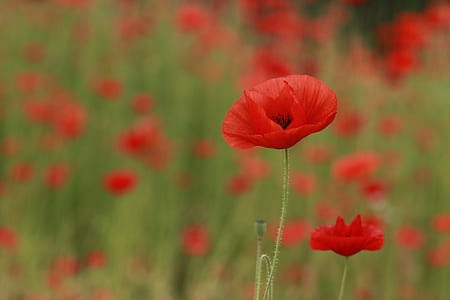 red poppy flowers in selective focus photography thumbnail