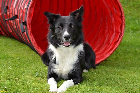 adult black and white border collie thumbnail