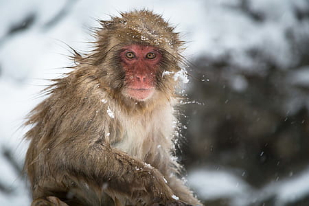 brown monkey on focus photo thumbnail