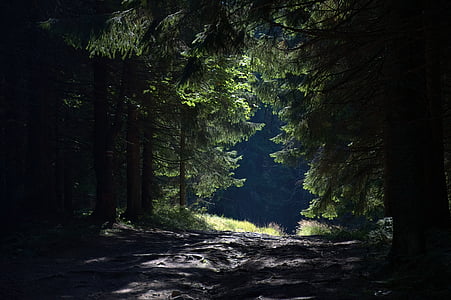 green leaved tree and pathway thumbnail