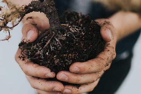 person holding plant soil thumbnail