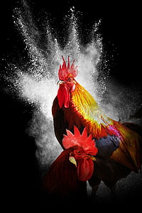 two orange and red gamefowl roosters thumbnail