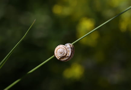 brown snail thumbnail