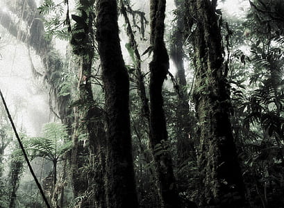 green trees thumbnail