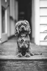 grayscale photography of cocker spaniel puppy thumbnail