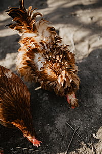 Farm chicken eating seeds thumbnail