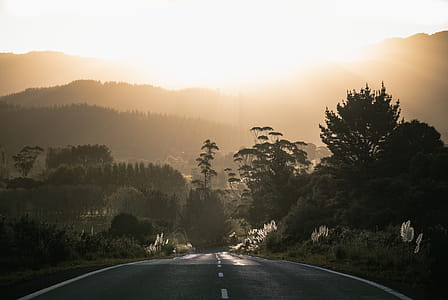 Grey Asphalt Road Surrounded by Trees thumbnail