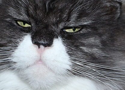 white and black cat thumbnail