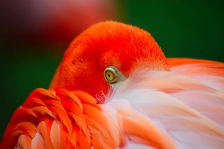 photography of orange bird thumbnail