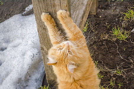 wildlife photography of orange tabby cat thumbnail